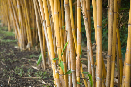 Asians like bamboo basketworksの写真素材