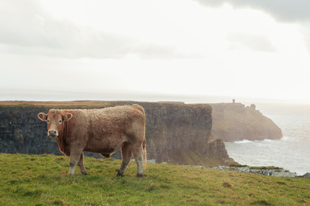 Irish cow near Cliffs of Moherの写真素材