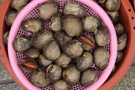Fresh mussels sold on Busan fish marketの写真素材
