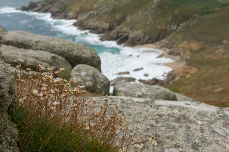 Wild flowers with a view towards the beach in Cornwallの写真素材