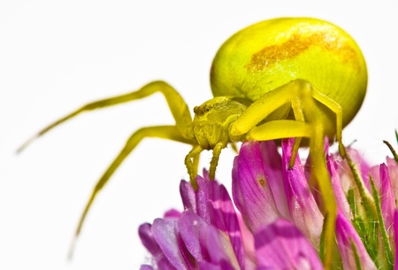 Goldenrod crab spiderの写真素材