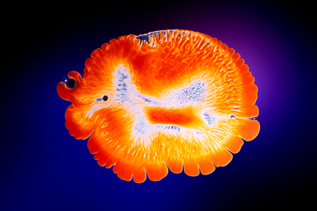 Colorful water color splash background, abstract cellの写真素材