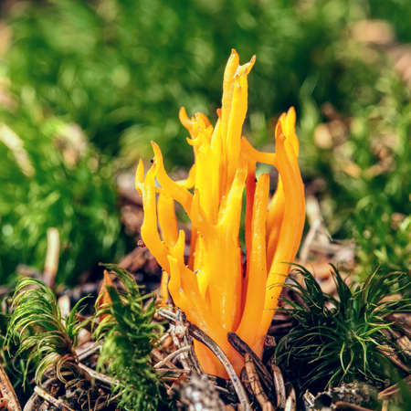 Mushroom Calocera Viscosa surrounded by moss.  Yellow stagshorn. Member of the Dacrymycetesの写真素材
