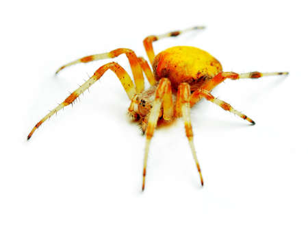 Spider Araneus Marmoreus on white background.の写真素材