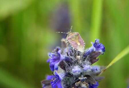 pink chinch sitting on the blue flowers with green grassy backgroundの写真素材