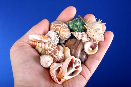 many different sea-shells in human hand with blue background