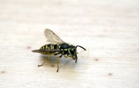 the single wasp sitting on the light wooden banch