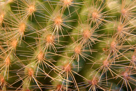 close-up view of green cactus with yellow thornsの写真素材