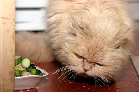 big red persian cat eat the cucmbers saladの写真素材