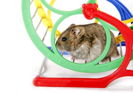 grey domestic hamster sitting on the metal and plastic wheelの写真素材