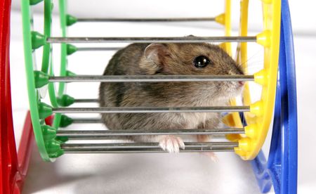 grey domestic hamster sitting on the metal and plastic wheelの写真素材