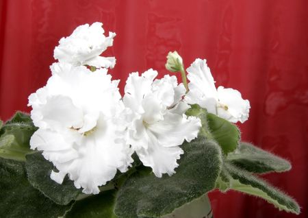 the white violet in blossom with red backgroundの写真素材