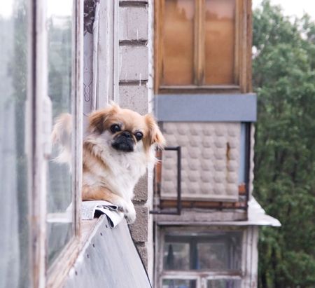 small brown pekinese look from the balconyの写真素材