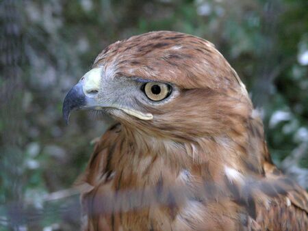the close-up big eagle head in the zooの写真素材