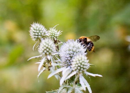 close up bumble bee at the wild flowerの写真素材