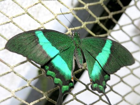 the close-up view of butterfly (papilio palinurus)