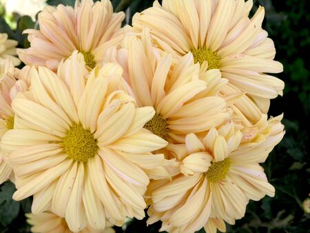 the beautiful orange blossom flowers of chrysanthemumの写真素材