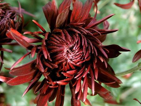 the beautiful red blossom flowers of chrysanthemum 'william seward'の写真素材
