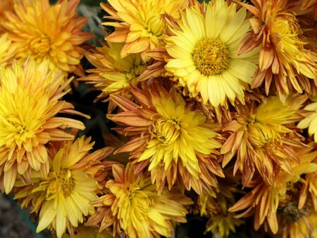 the beautiful yellow blossom flowers of chrysanthemumの写真素材