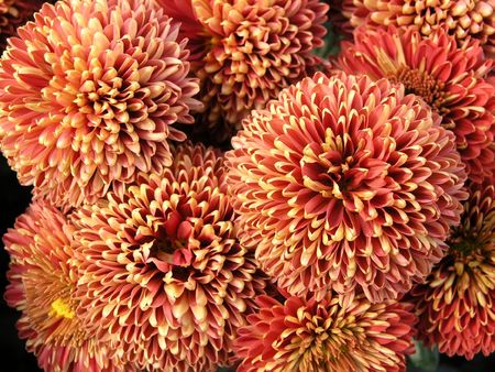 the beautiful red blossom flowers of chrysanthemumの写真素材