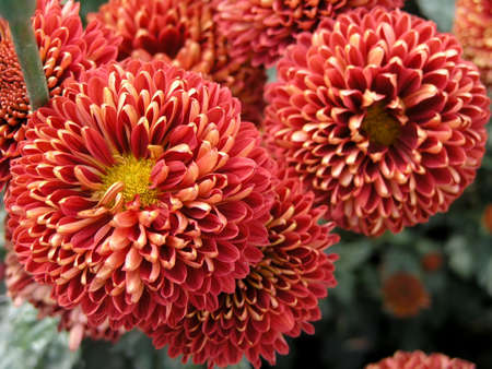 the beautiful red blossom flowers of chrysanthemum