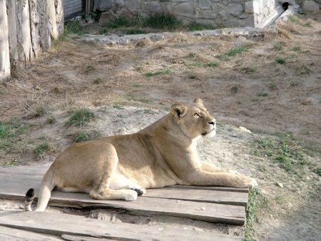 the lioness laying near the wooden fence at the zooの写真素材