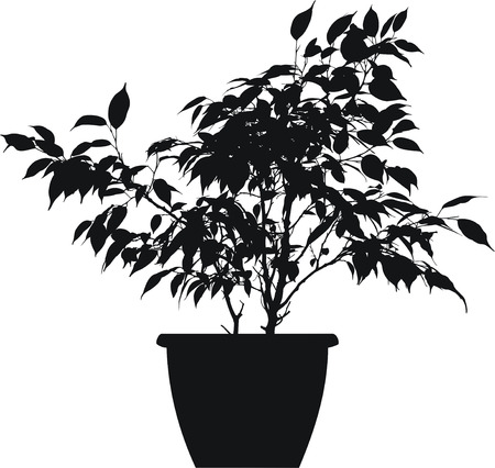 ficus benjaminaのイラスト素材