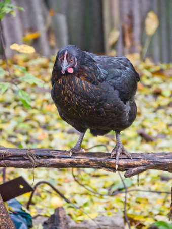 close-up black hen sitting at perchの写真素材
