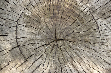close-up cross section of tree trunk as a wooden backgroundの写真素材