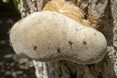 fruitflies on hat of tinder fungus (Fomes fomentarius)