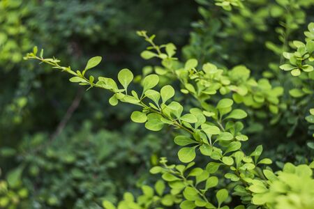 close-up branch of barberry bush with green berriesの写真素材