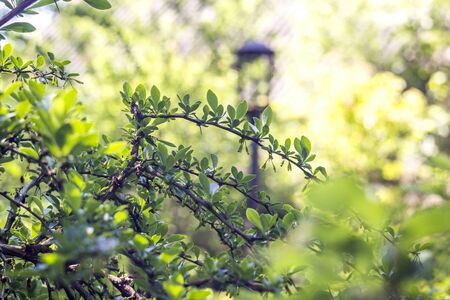 close-up leaves of barberry bush at summerの写真素材