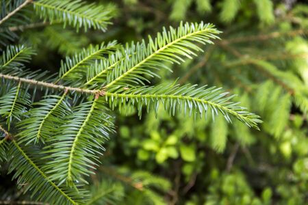 close-up branch of European silver fir (Abies alba)