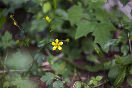 close-up blossoming flower of buttercup (Ranunculus acris)の写真素材