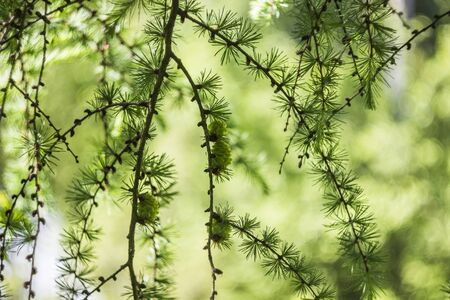 close-up branch of larch with blurry backgroundの写真素材