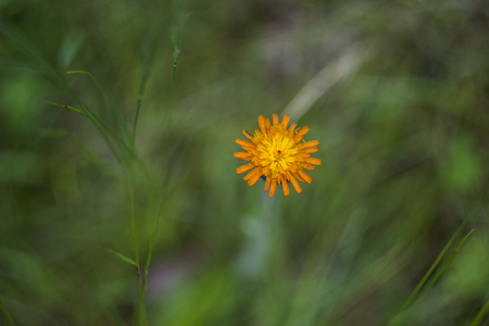 close-up single orange blossoming hawkweed at the meadow
