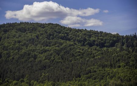 wide view of spruce Carpathian forestの写真素材