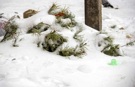 close-up christmas tree thrown out to the snowの写真素材