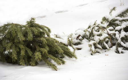 close-up christmas tree thrown out to the snowの写真素材