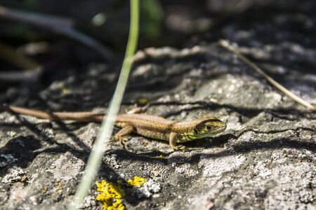 close-up green sand lizzard at the stone