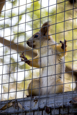close-up red squirell (Sciurus vulgaris) in cageの写真素材