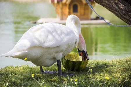 close-up the mute swan (Cygnus olor) eat the watermelonの写真素材