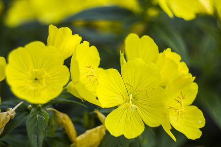 close-up blossoming yellow flowers of common evening-primroseの写真素材