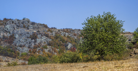 big tree at the Aktovskiy Canyon, Nikolaev region, Ukraineの写真素材