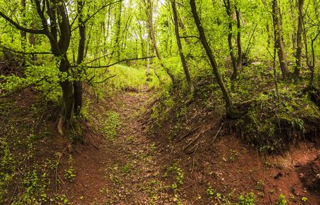 the hiking trail in forestの写真素材
