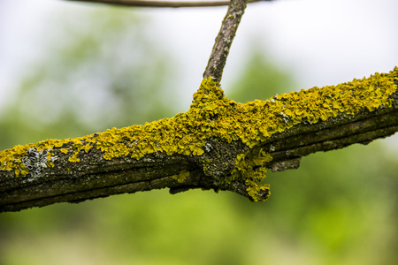 close-up of tree branch with more moss