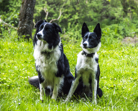 a two border collies sitting on the grassの写真素材