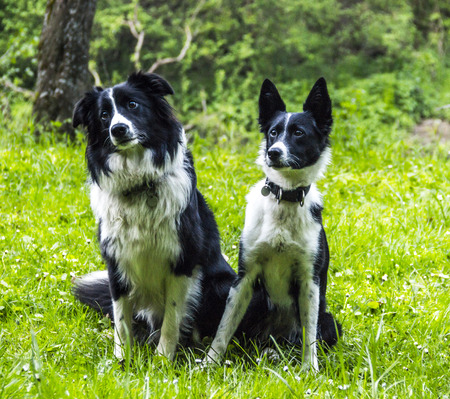 a two border collies sitting on the grassの写真素材