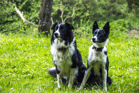 a two border collies sitting on the grass