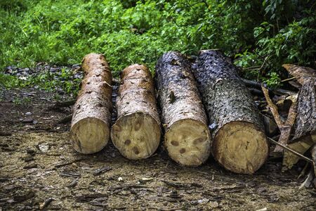 close-up of a some wooden logs at the ground
